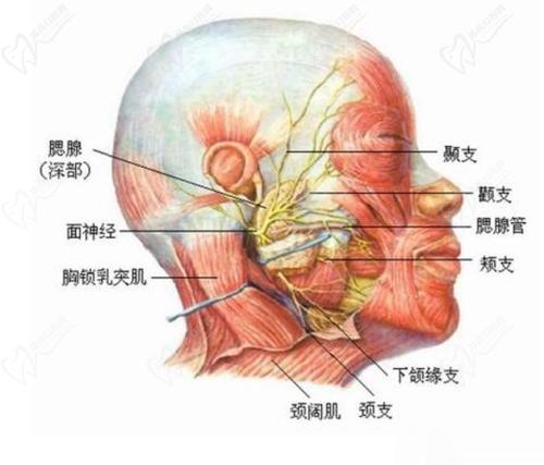 上海九 院丁偉拉皮手術(shù)費(fèi)用